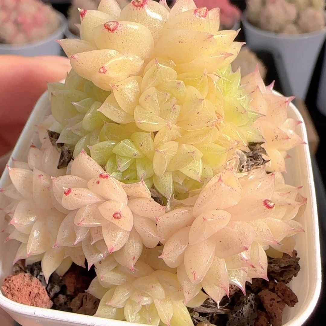 多肉0102-179优选麦秆