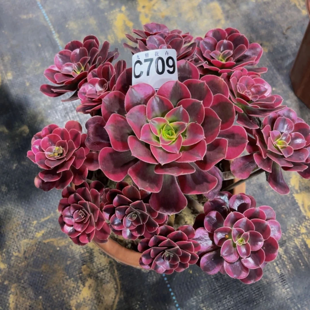 【闪购商品】70900
