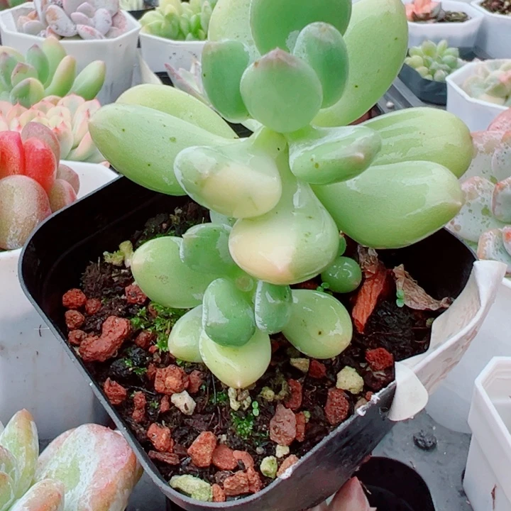 锦多肉植物284多肉植物