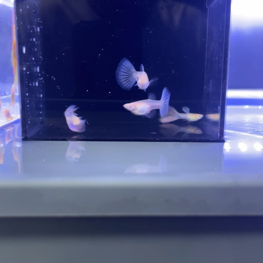 孔雀鱼樱花粉两对开箱视频报损