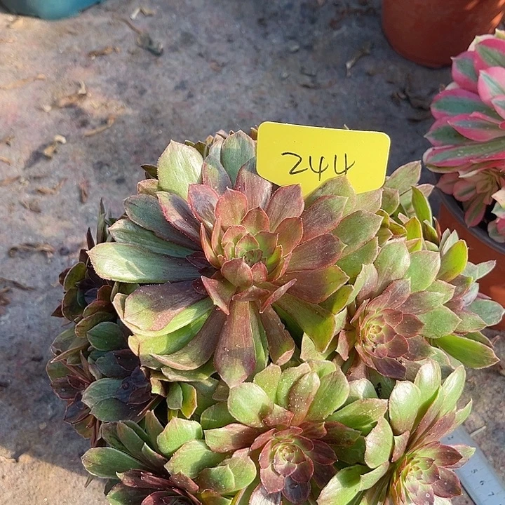 244一颗红丝绒法师