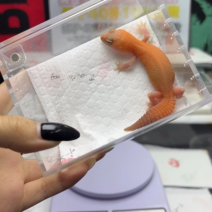 肥尾守宫橘无 V108 妹妹