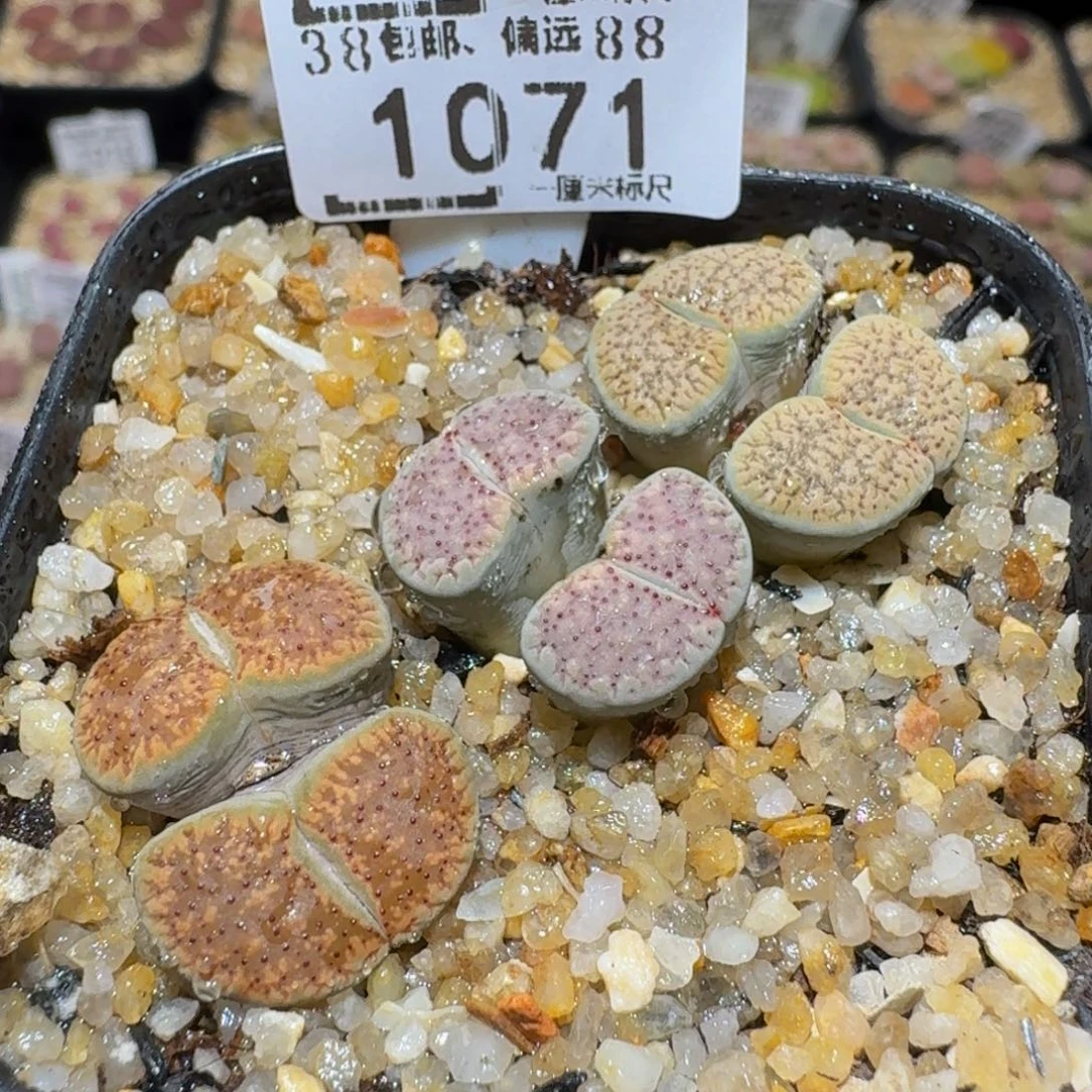 Ssss精品生石花1071