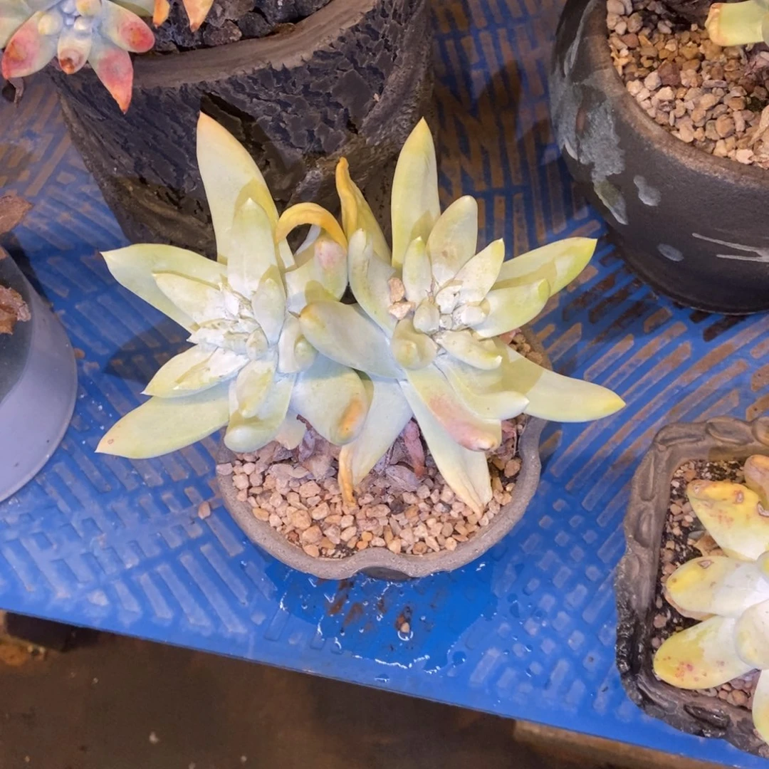 拇指多肉植物啦啦啦