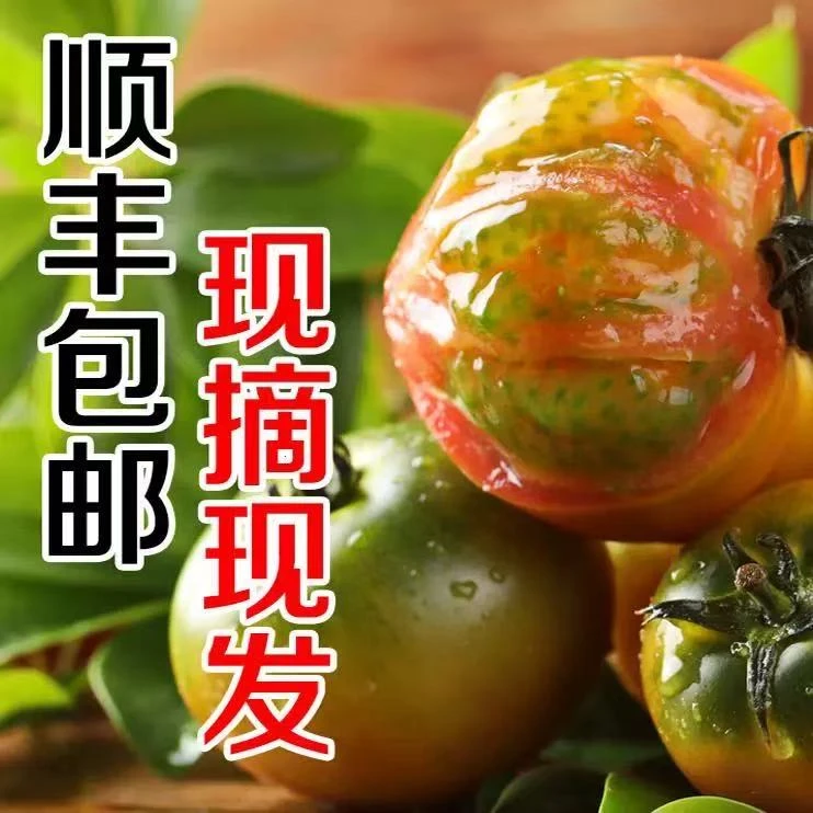 【顺丰】实惠盐碱地西红柿大连正宗铁皮柿子现摘现发
