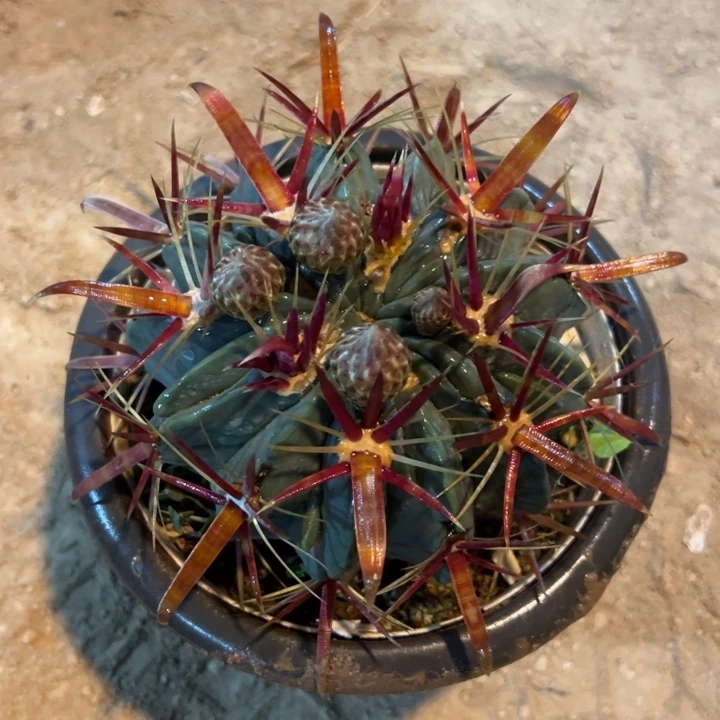 书***影吉祥如意等名家的书法精品