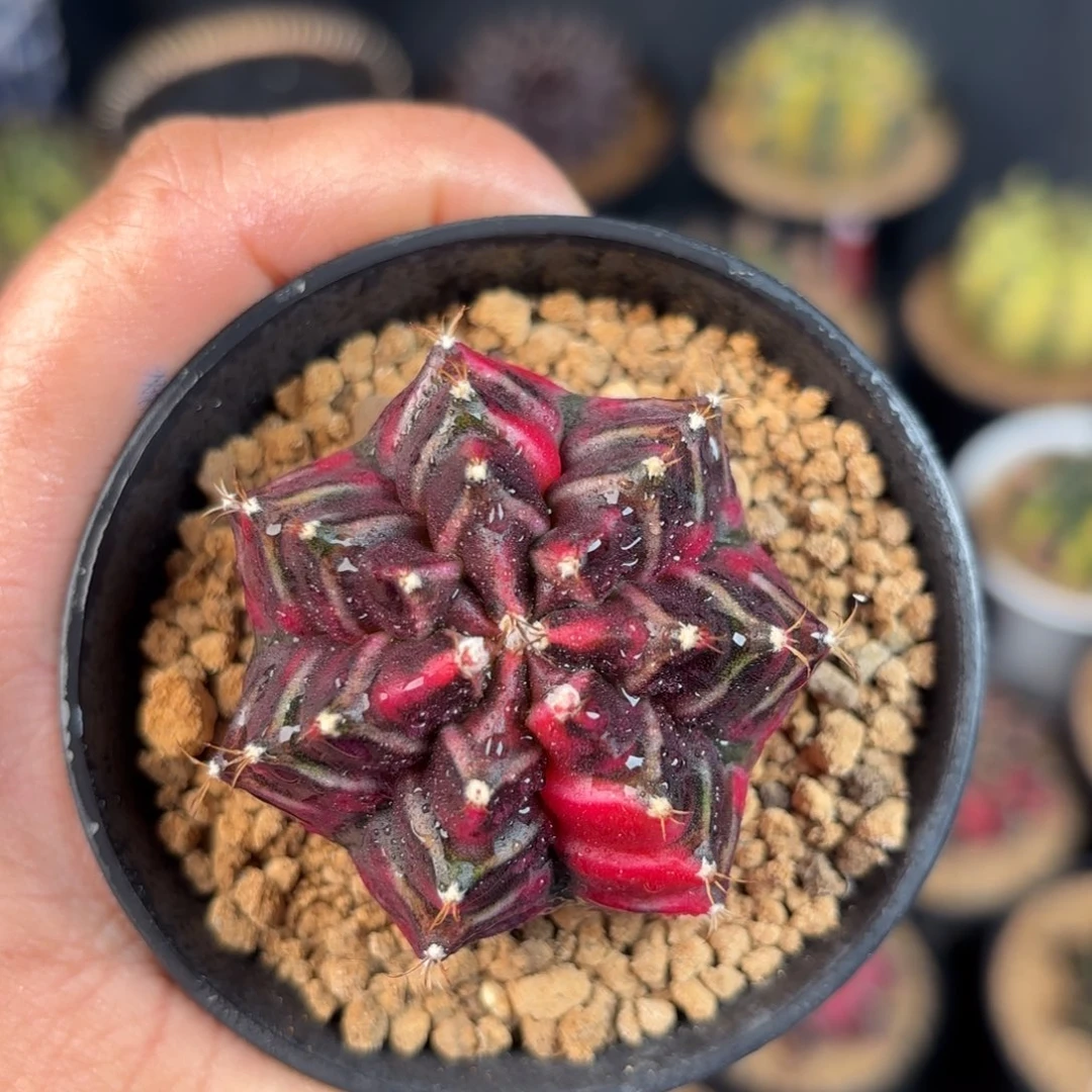 泰系米哈仙人球388