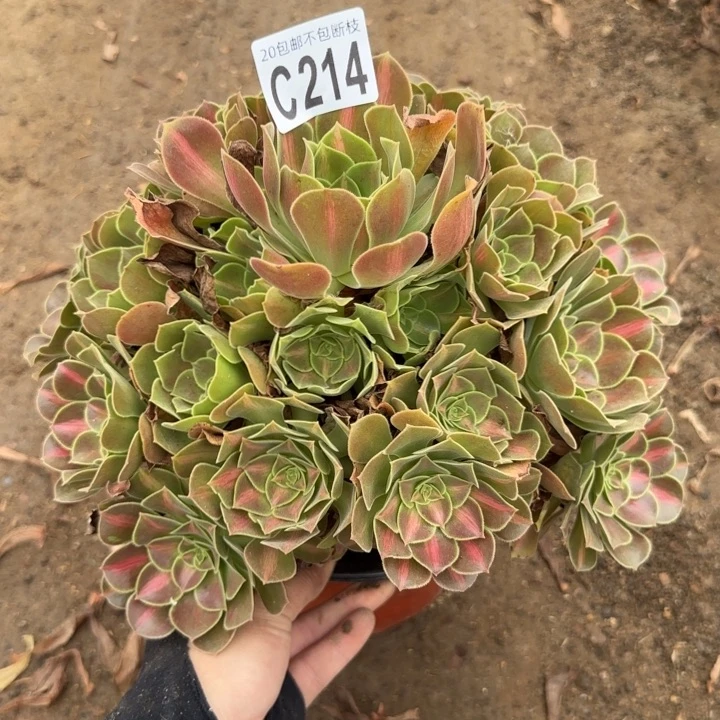 女巫中班，多肉植物……