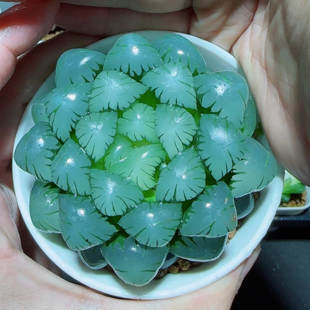 大母本冰灯多肉