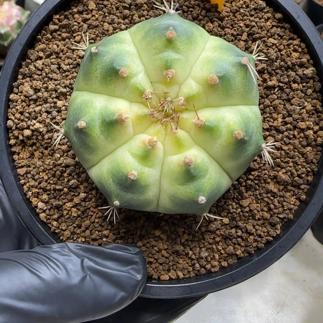 340号泰系实生白轮回