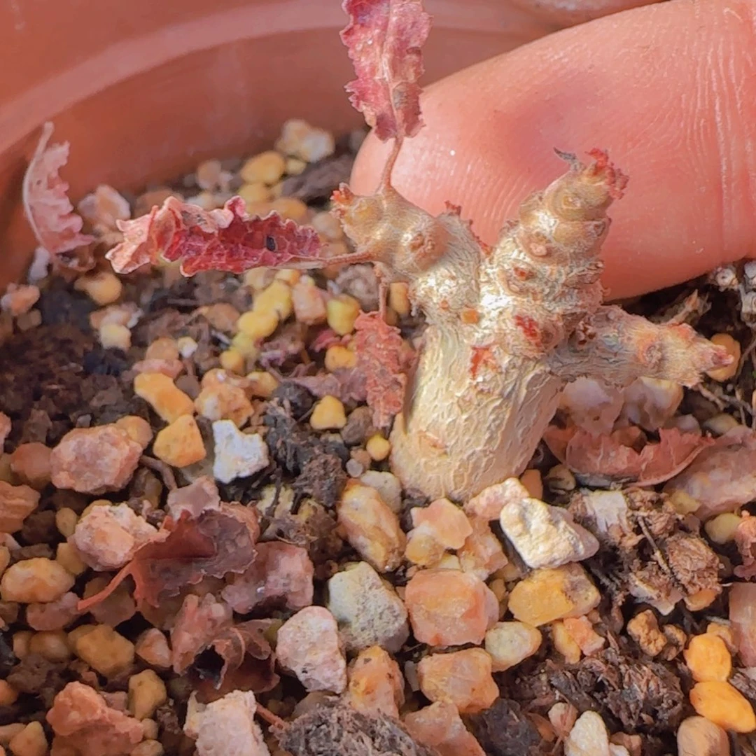 三****玩块根植物块根植物