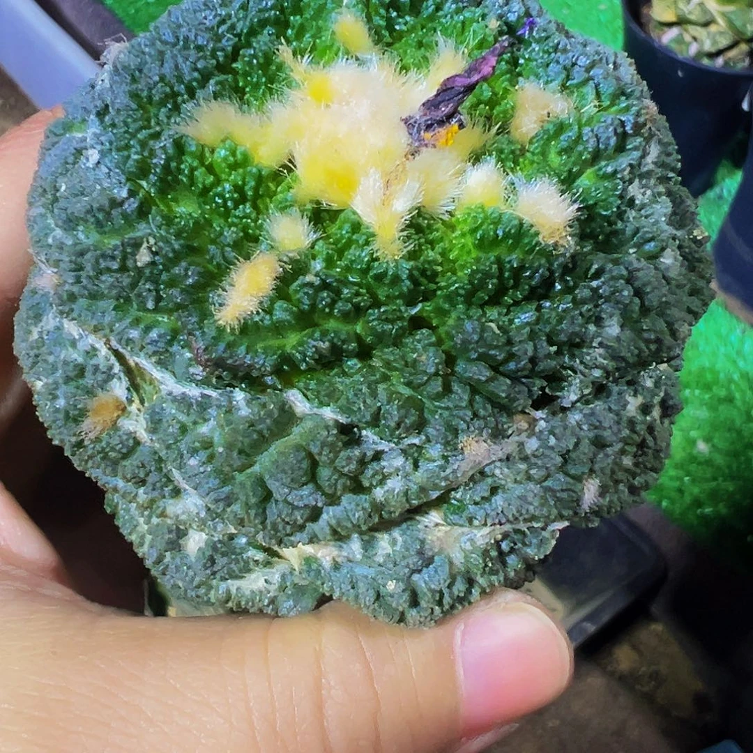 无花朵福利圆尤颗粒龟甲369