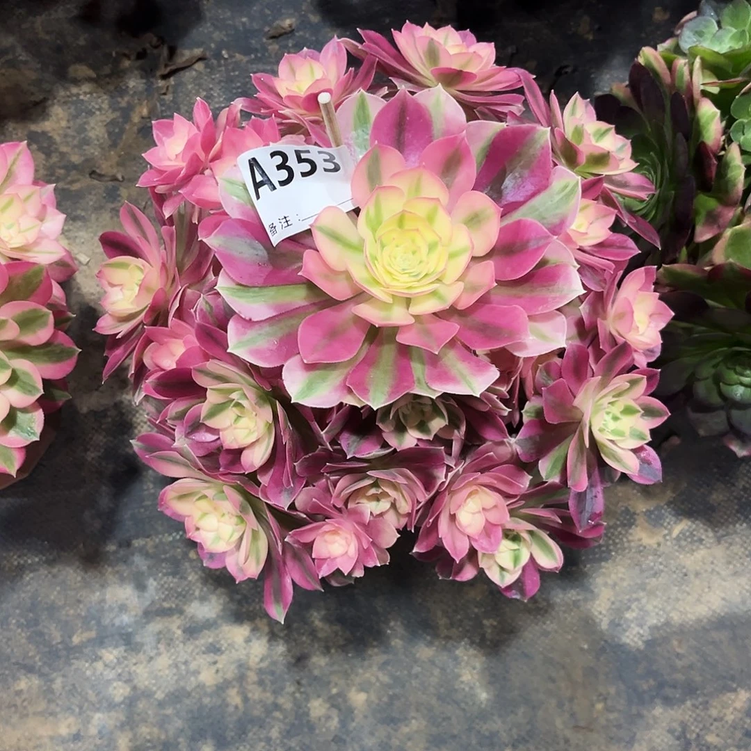 多肉植物粉女巫353多肉