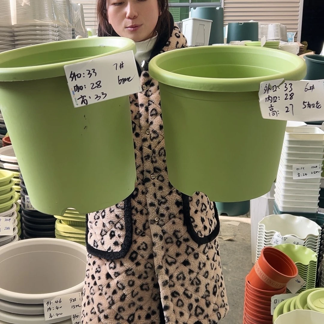 四季盆7#果绿6个无托