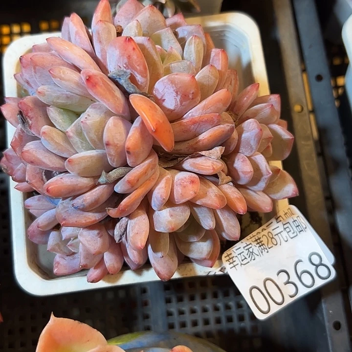 幸运的是你还在我身边陪