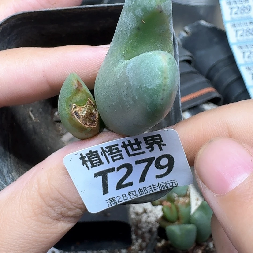 多肉植物的润泽rgg