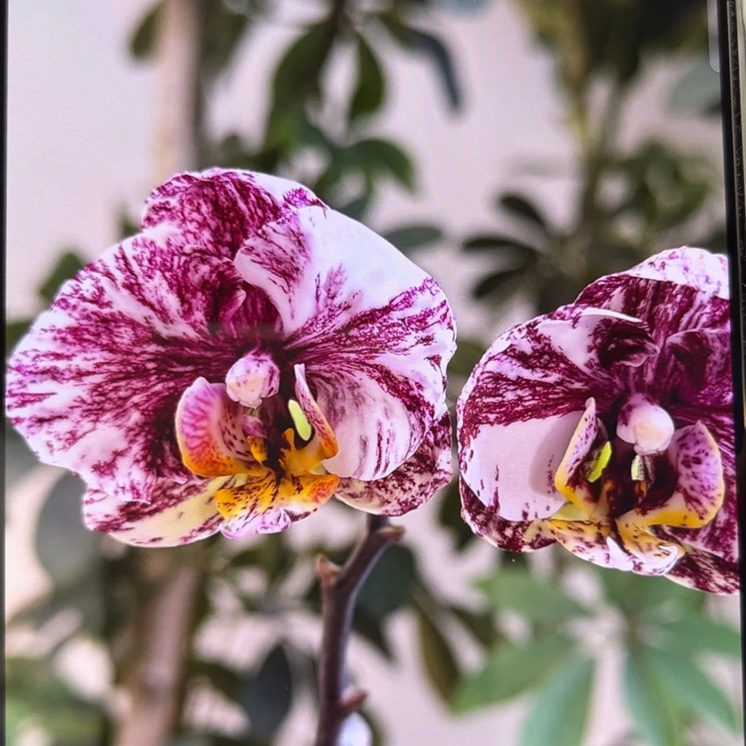 无花朵2.5寸大理石巧克力苗