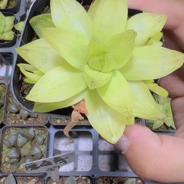 黄金雨露19包邮多肉植物