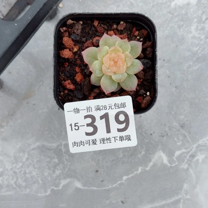 优选珍妮无盆土发货多肉多