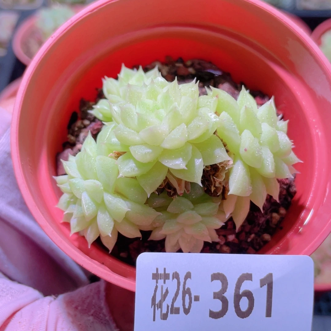 花利美26-361麦秆