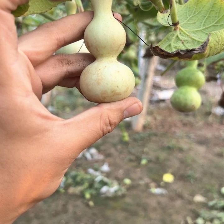 一***鲤葫芦葫芦葫芦葫芦葫芦