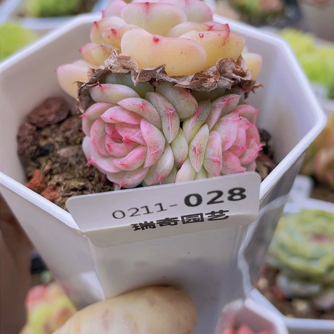 天****t00000000000028一物一拍