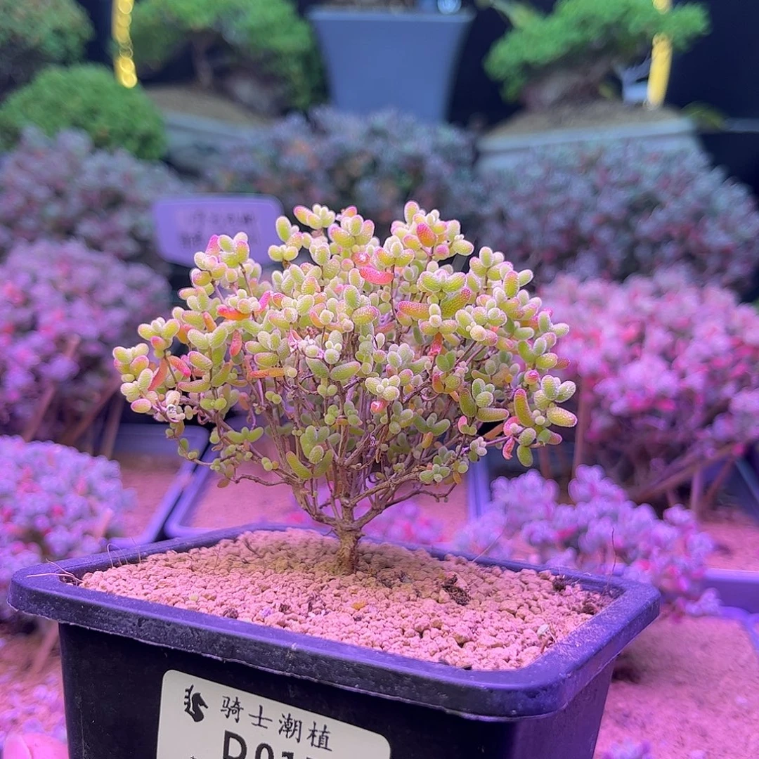 017蜜橘糖球枝干番杏