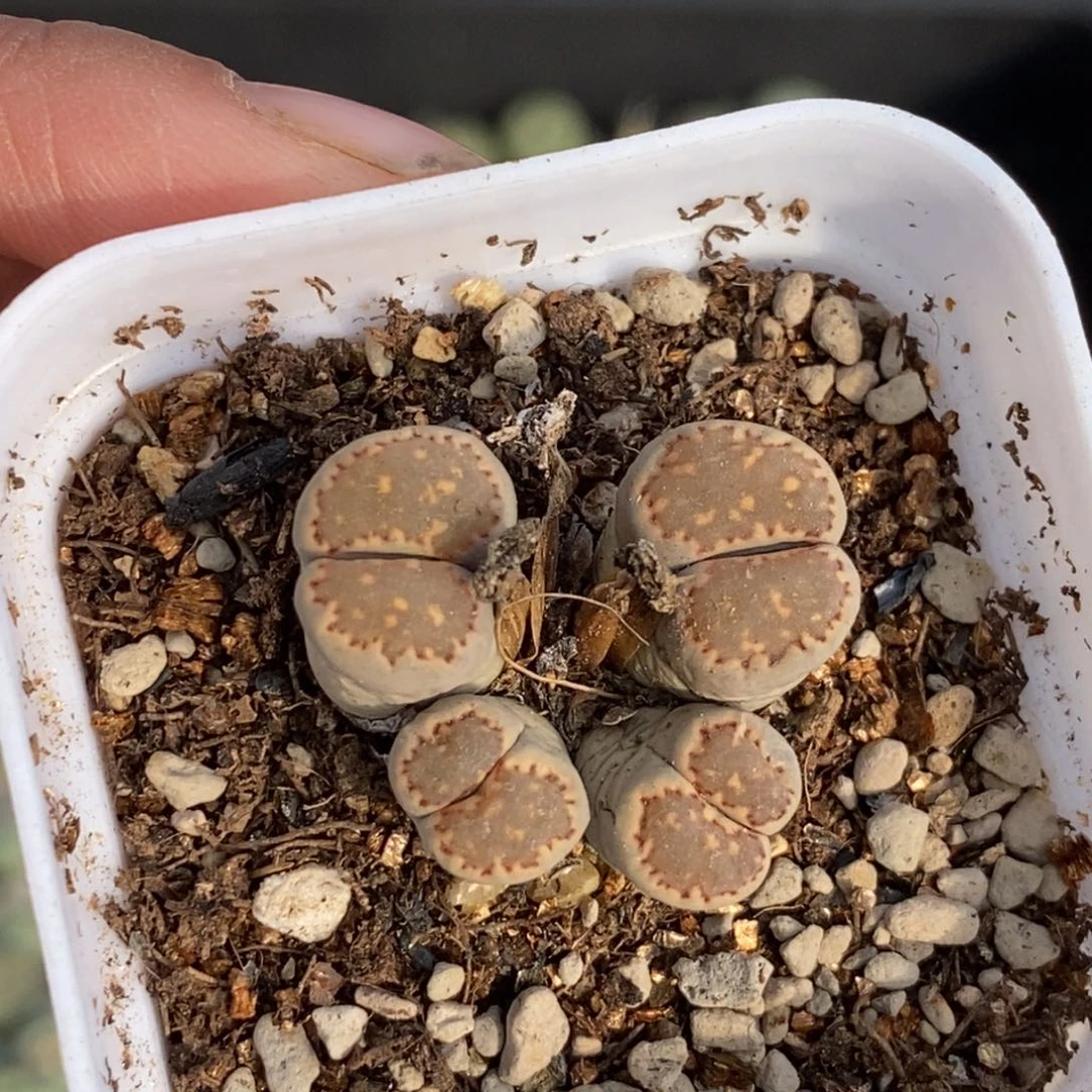 0137 四头大观玉带盆土