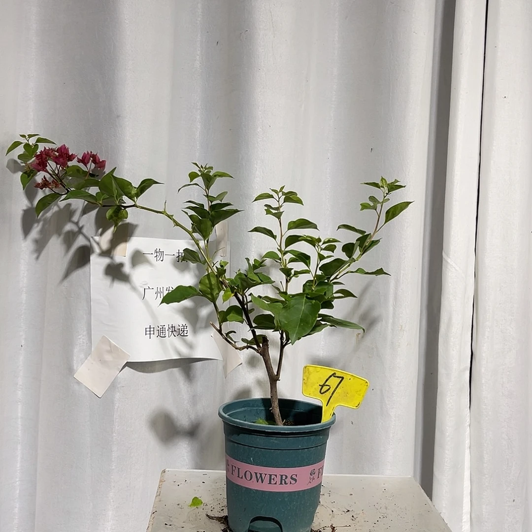 当前无花栽培后可以开花67重瓣红扦插