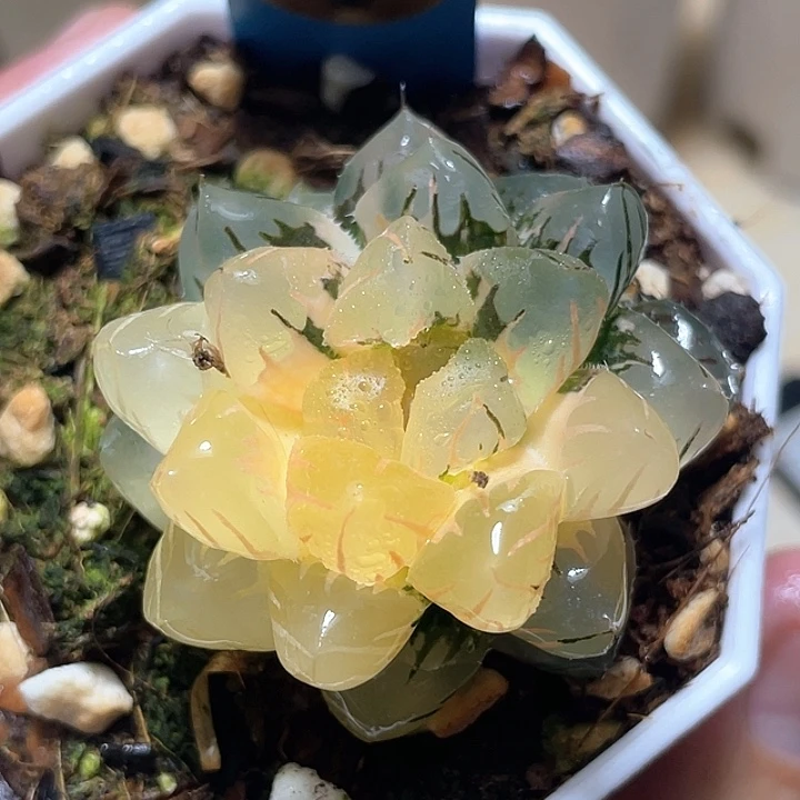 662水中月一物一拍
