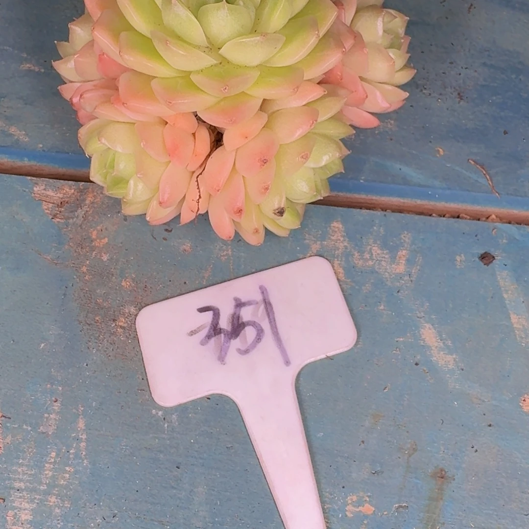 多肉植物和植物的生长