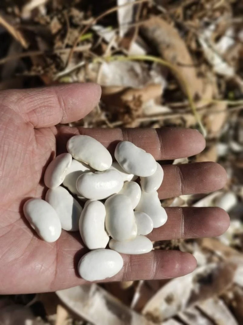 白芸豆-农家自种2025年新豆100/250/500/1000g
