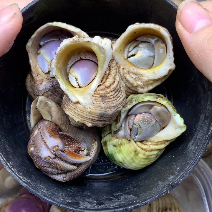 46h大号组合短袖里拉西沙灰白