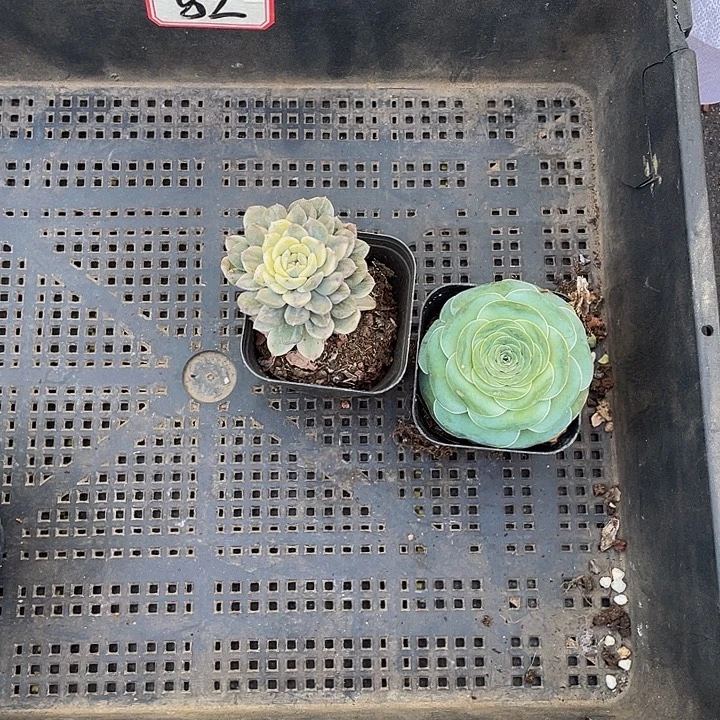 &***&82号筐带盆土发货