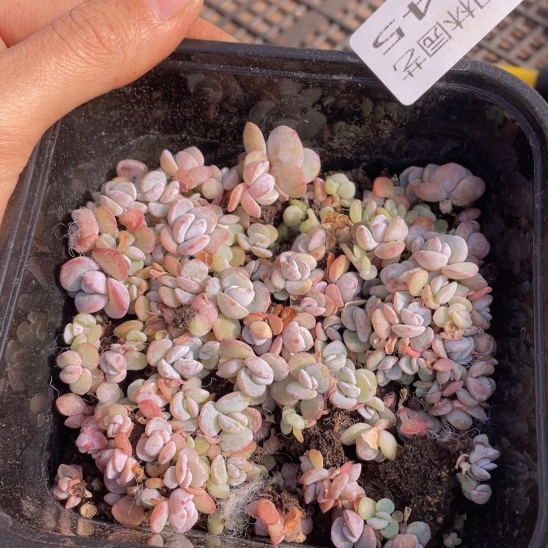 多肉植物多肉植物145