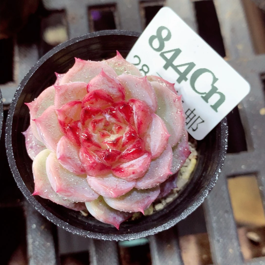 5厘米盆精控多肉844