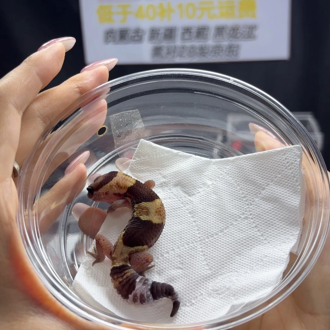 肥尾守宫原色母温
