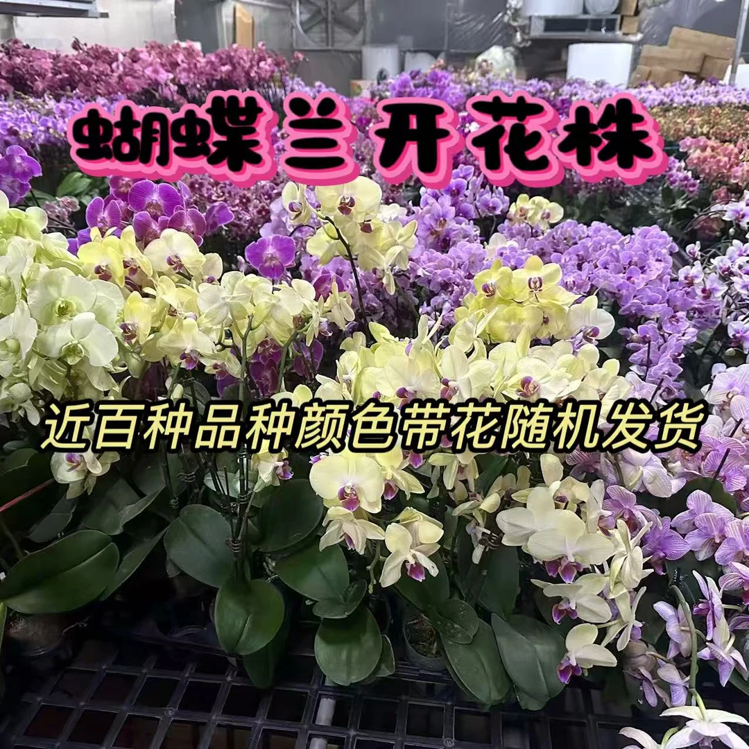 蝴蝶兰【开播福利】鲜花随机品种带花 不指定品种 基地直发好养活