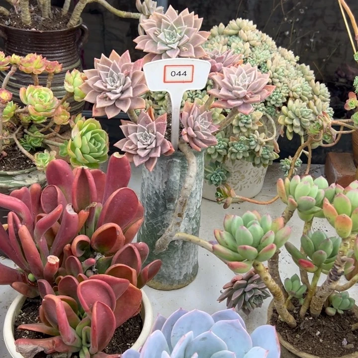 心*浪漫多肉植物044