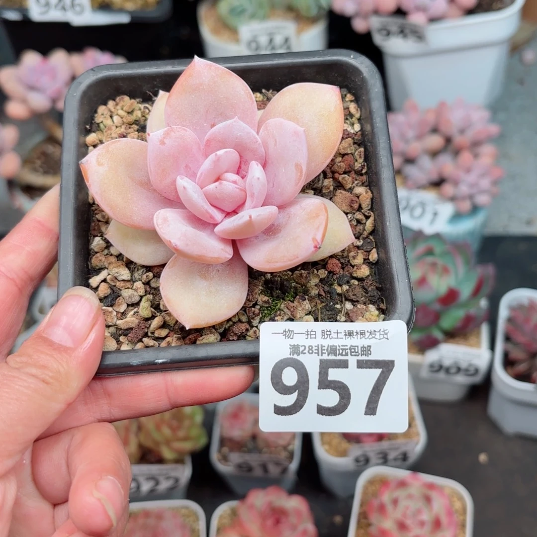 奶茶单头无盆土发货