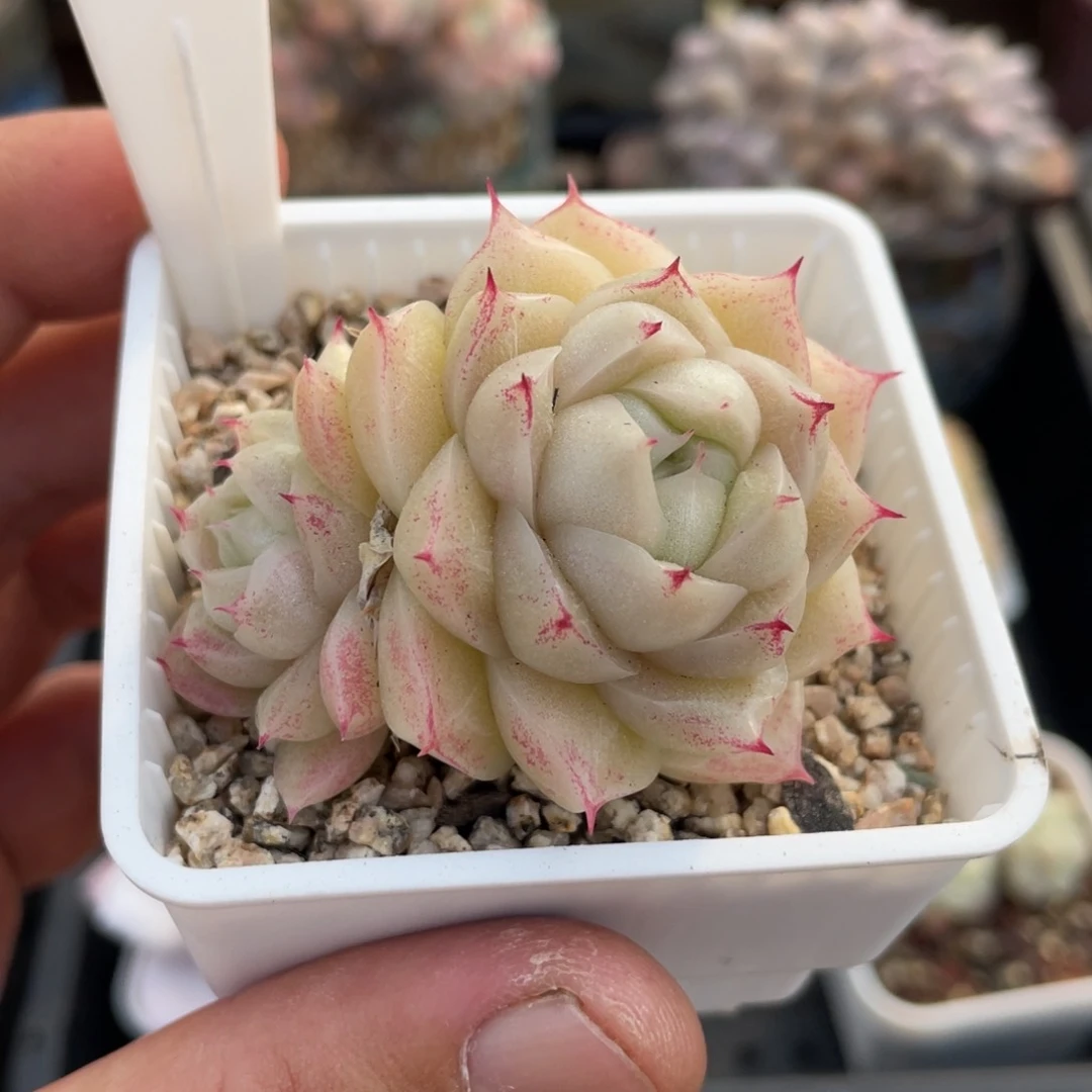 305麦秆不带盆6厘米