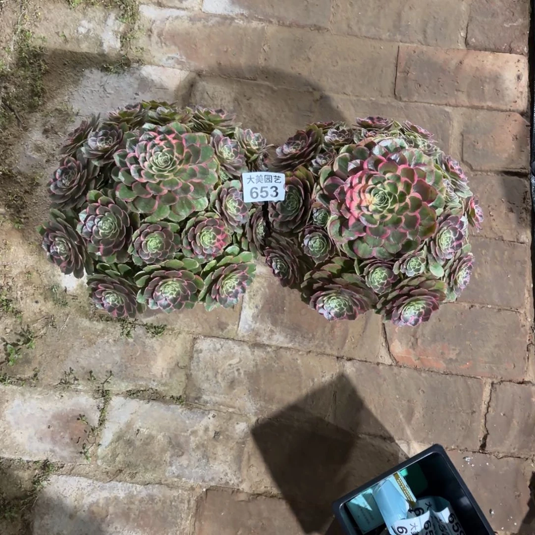 江****粉花妖两颗老桩653肉肉肉