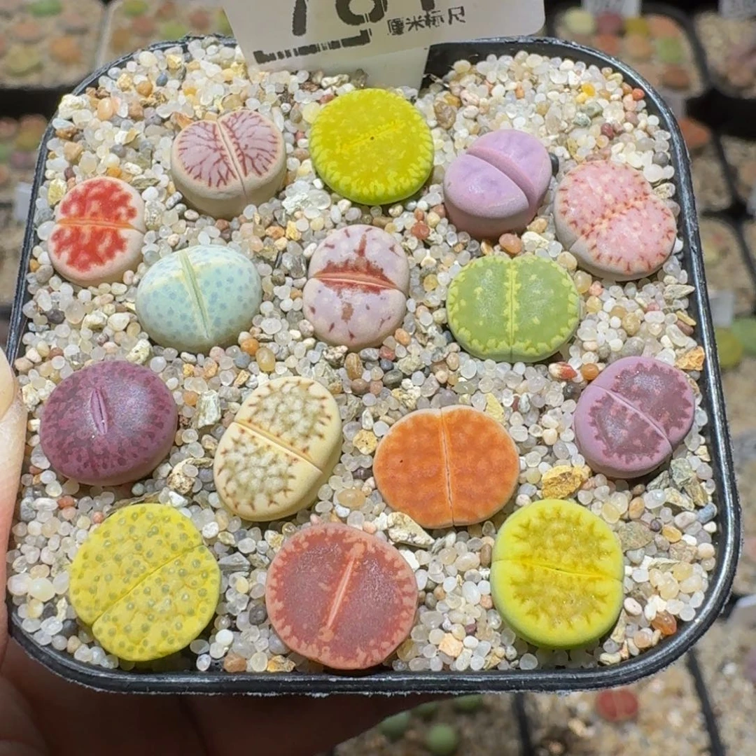 Ssss精品生石花781