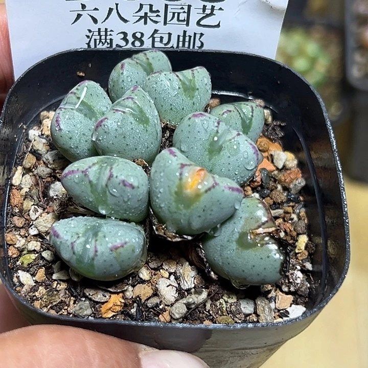 968号少将xyzzyyyxyx'玉