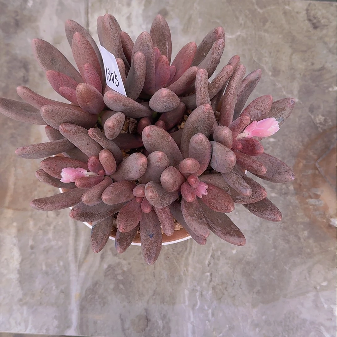 玲*1305糖果美人多肉植物