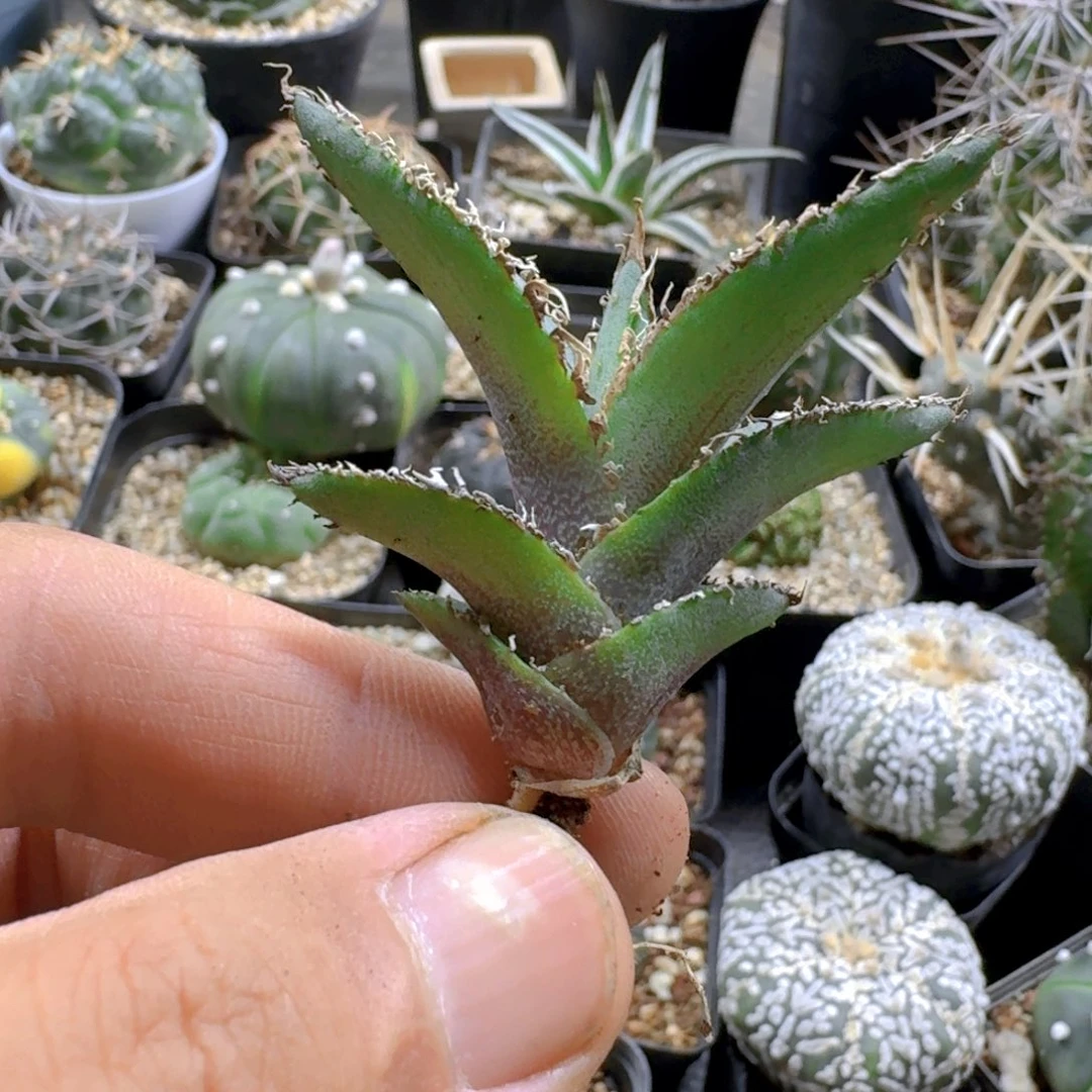 321绿肌仁王冠脱土发货