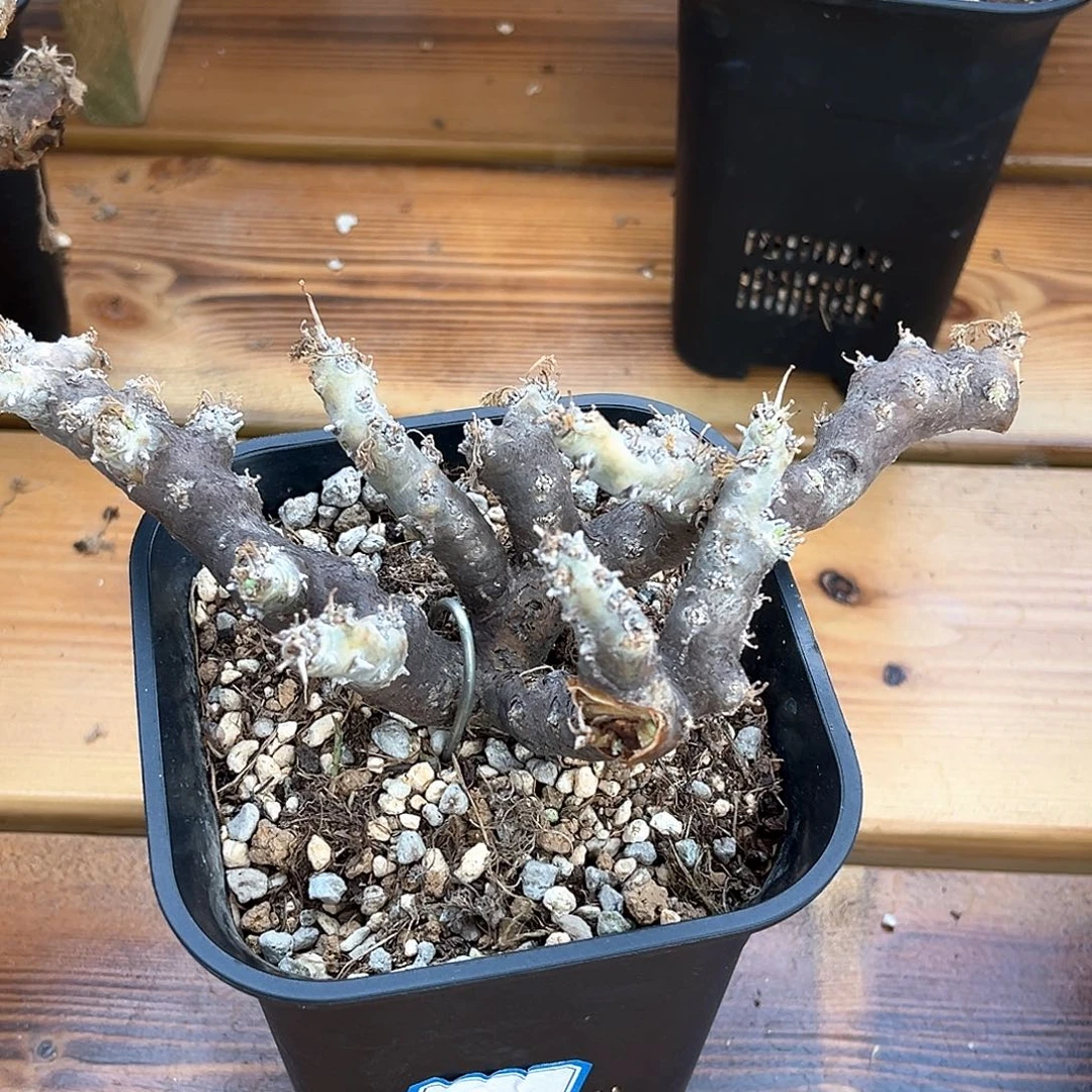 潮流植物产地黑皮月界，鹿角