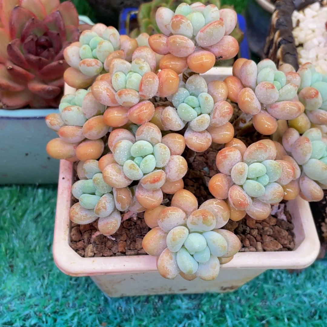 多肉植物盆栽多肉