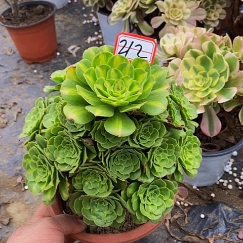 翡翠琉璃老桩捧花212号