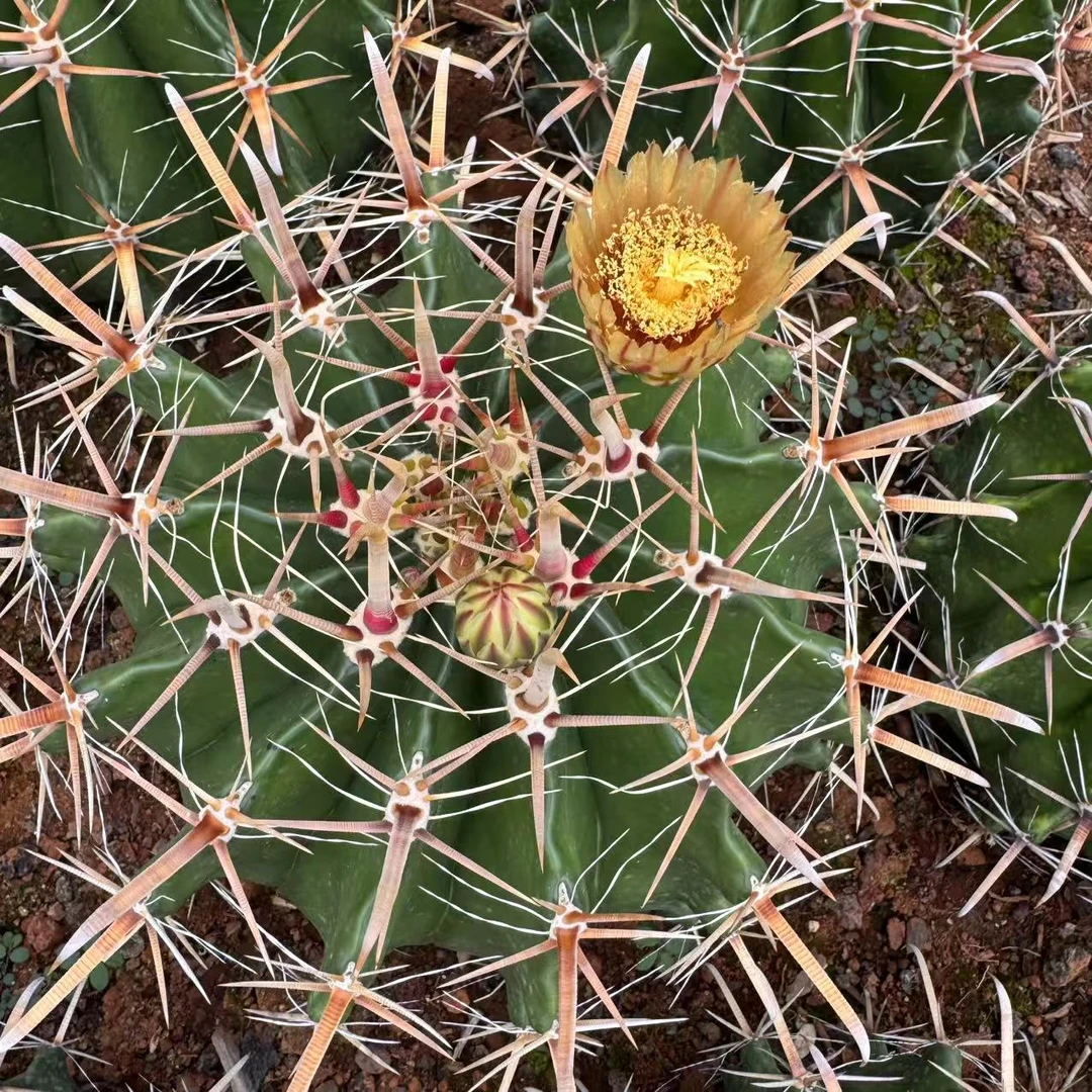 黑红刺半岛玉  仙人掌科 新手好养 养护简单